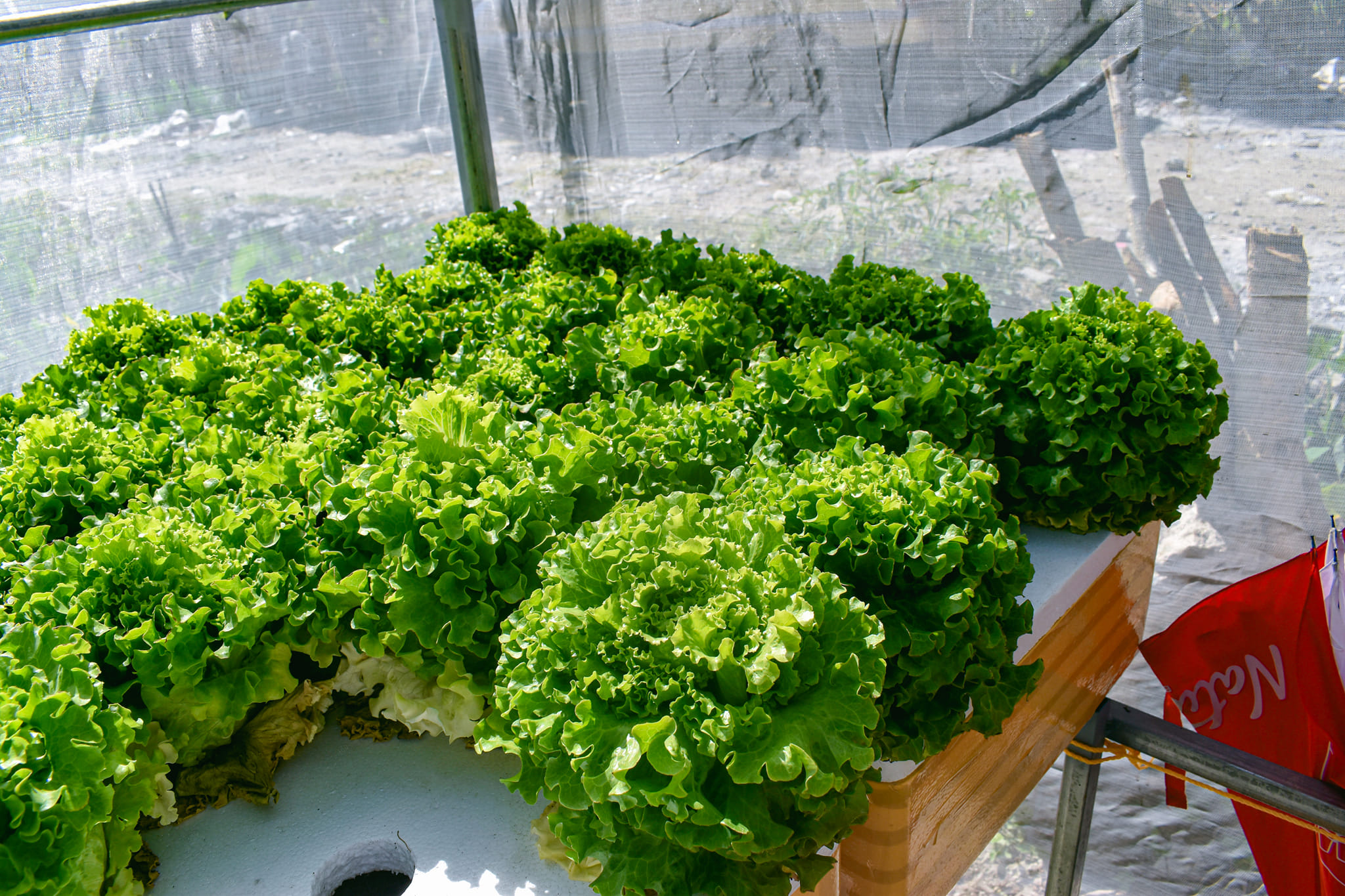 The Green Thumb Hydroponics Farm | Imus