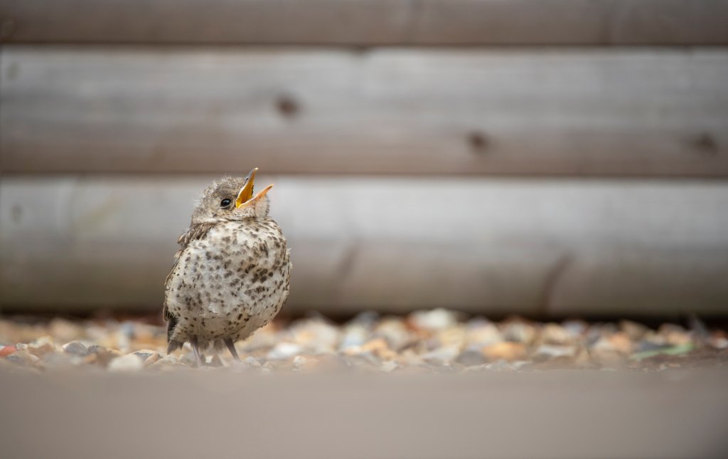 What to do if you find a baby bird? - Dales Young Rangers