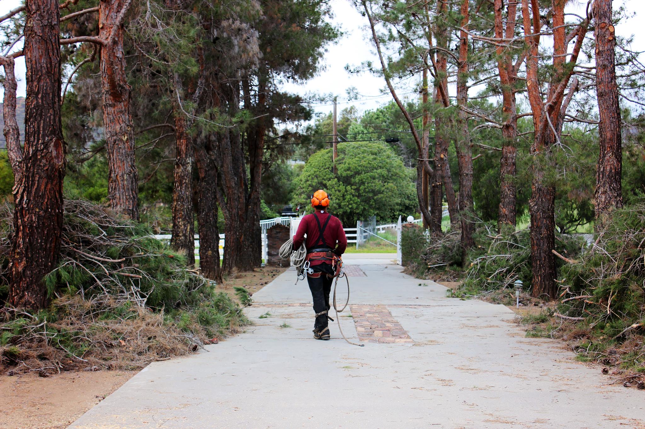 Master Tree Services | San Diego CA