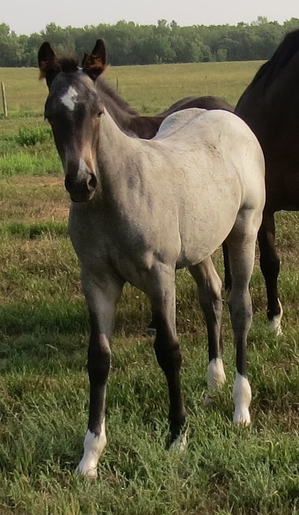 Oak Ridge Ranch - Hermanson Sale Consignments: Selling... | Facebook