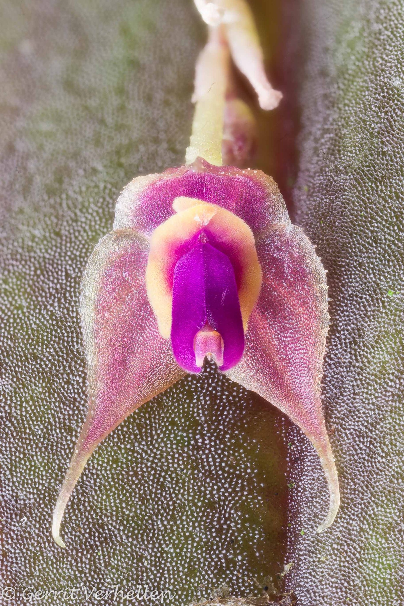 観葉植物 Lepanthes orchestris
