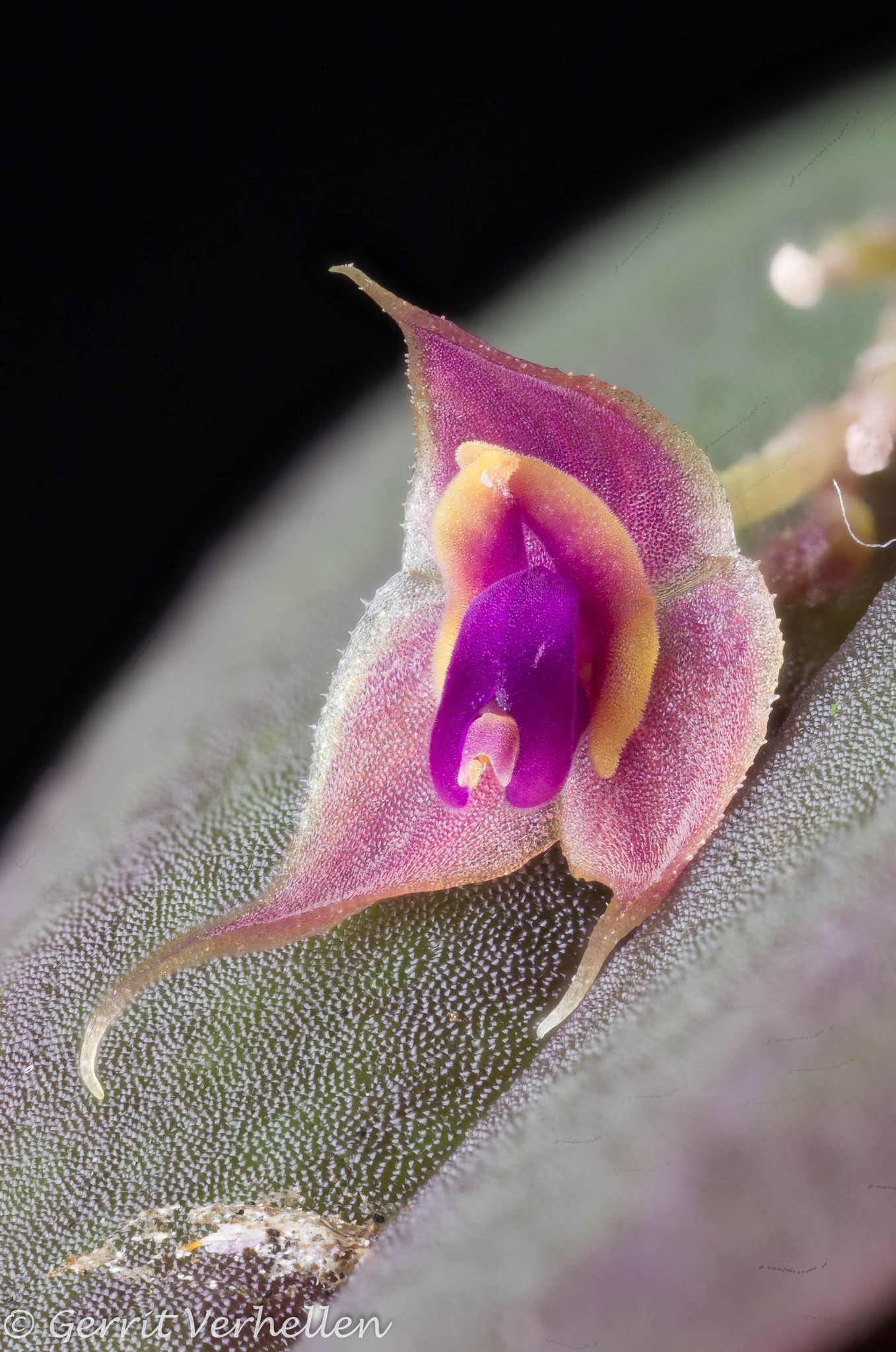 その他観葉植物 Lepanthes orchestris その他観葉植物 Lepanthes