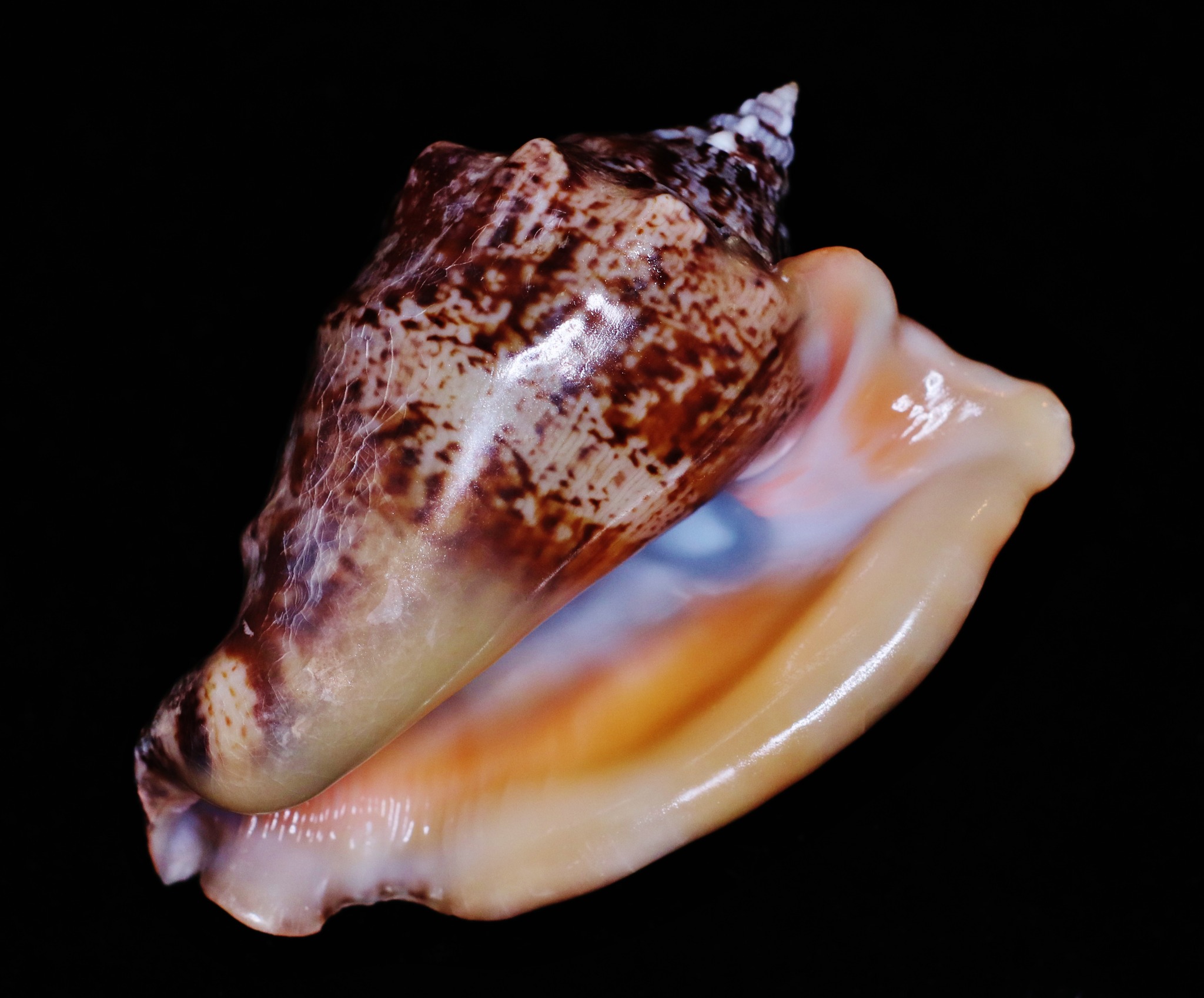 A rather remarkable Hawk Wing... - Jacksonville Shell Club