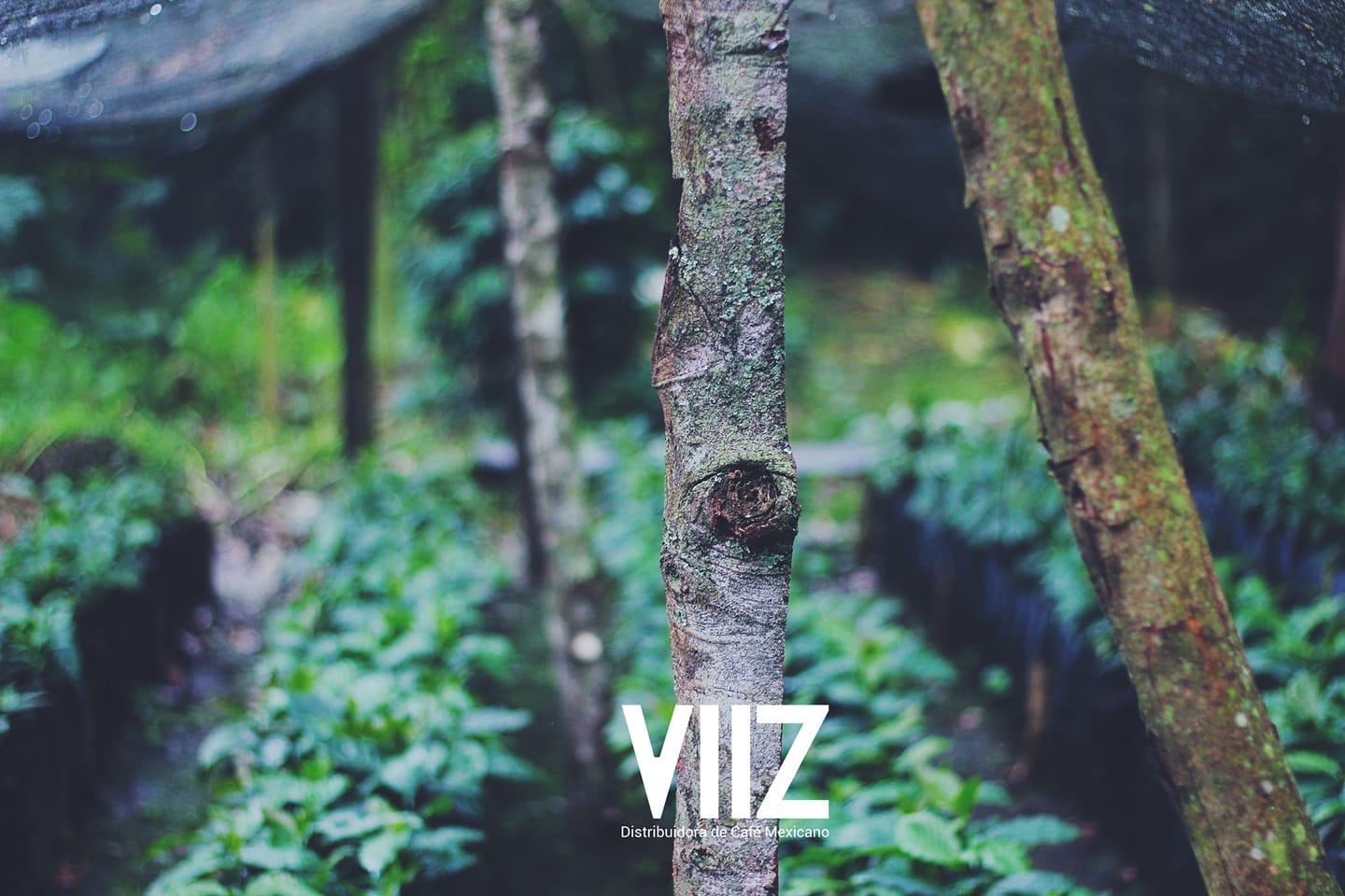 La segunda... - VIIZ Distribuidora de Café Mexicano