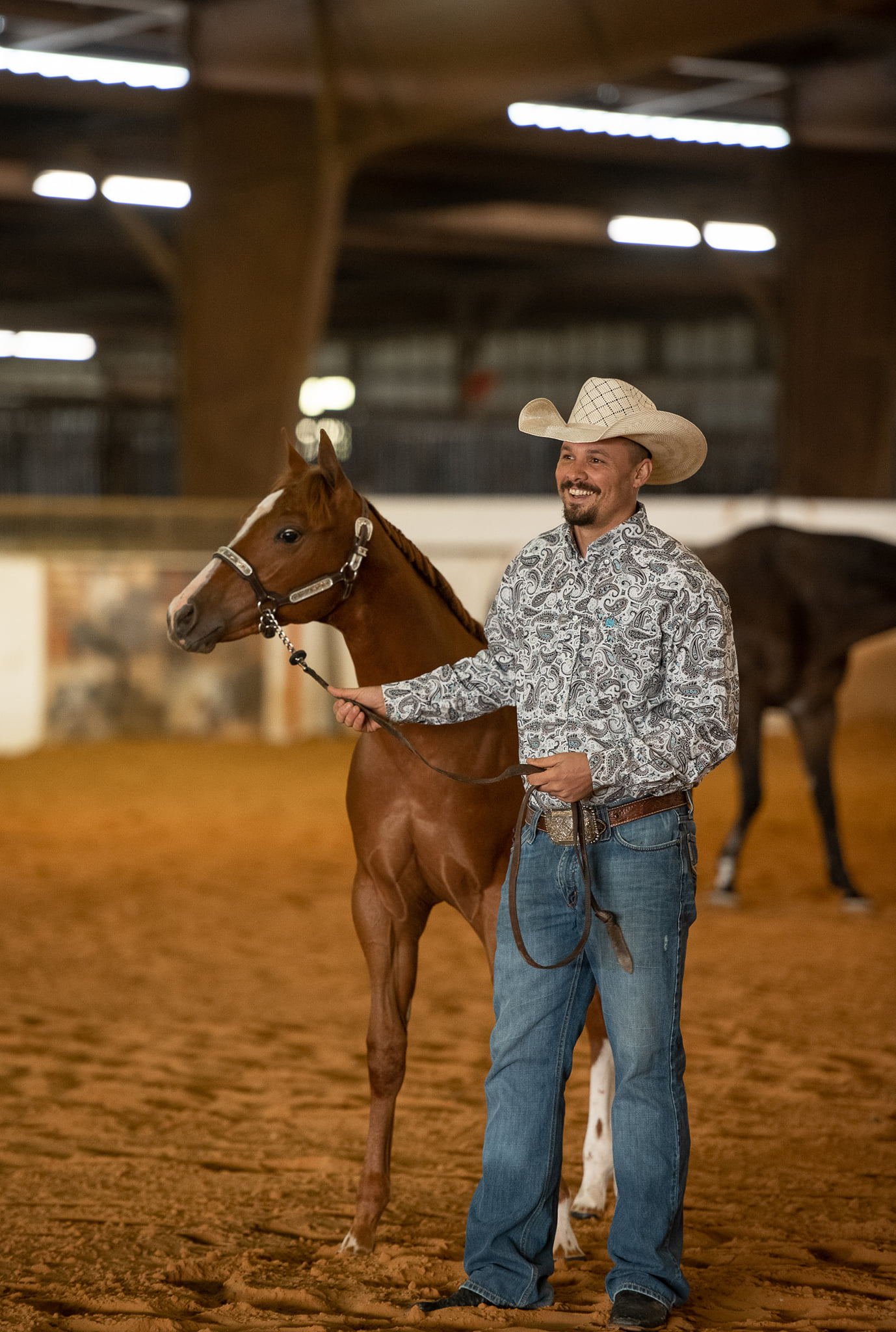 Amor - The images from the few halter classes I was able to capture at ...