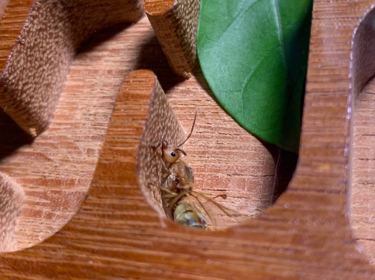 Insecta Lab - แจกจริงๆละ แจกทั้งหมด 5 คน เพียงทำตามกติกา... | Facebook