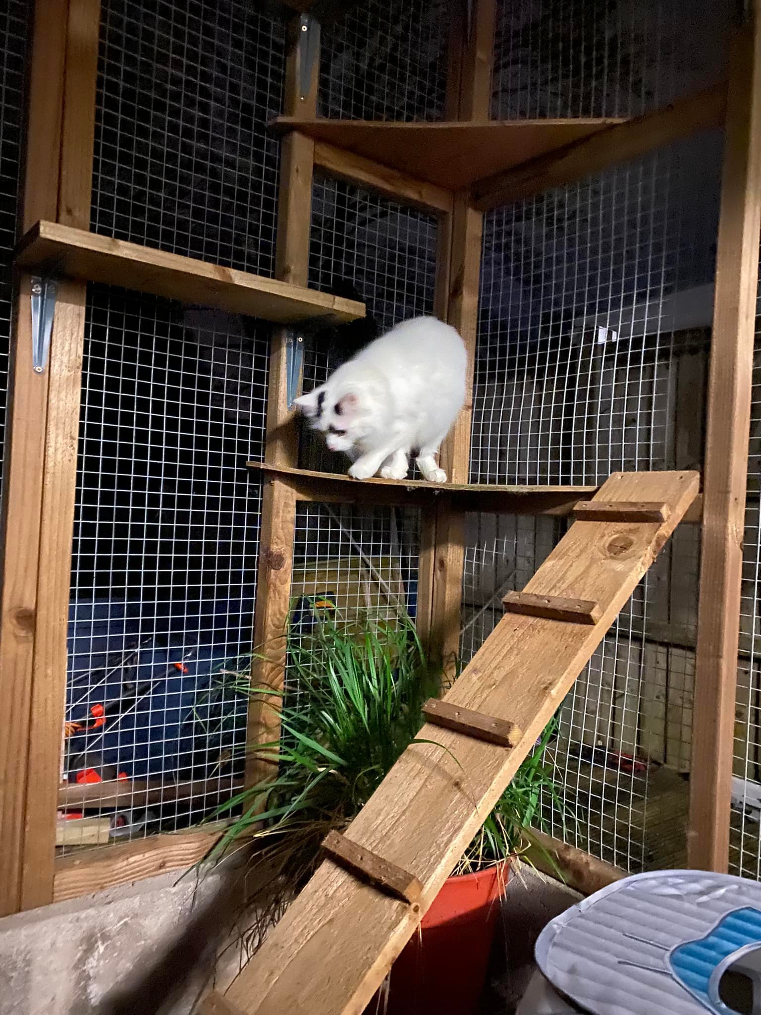 How to make safe climbing spaces for blind cats?