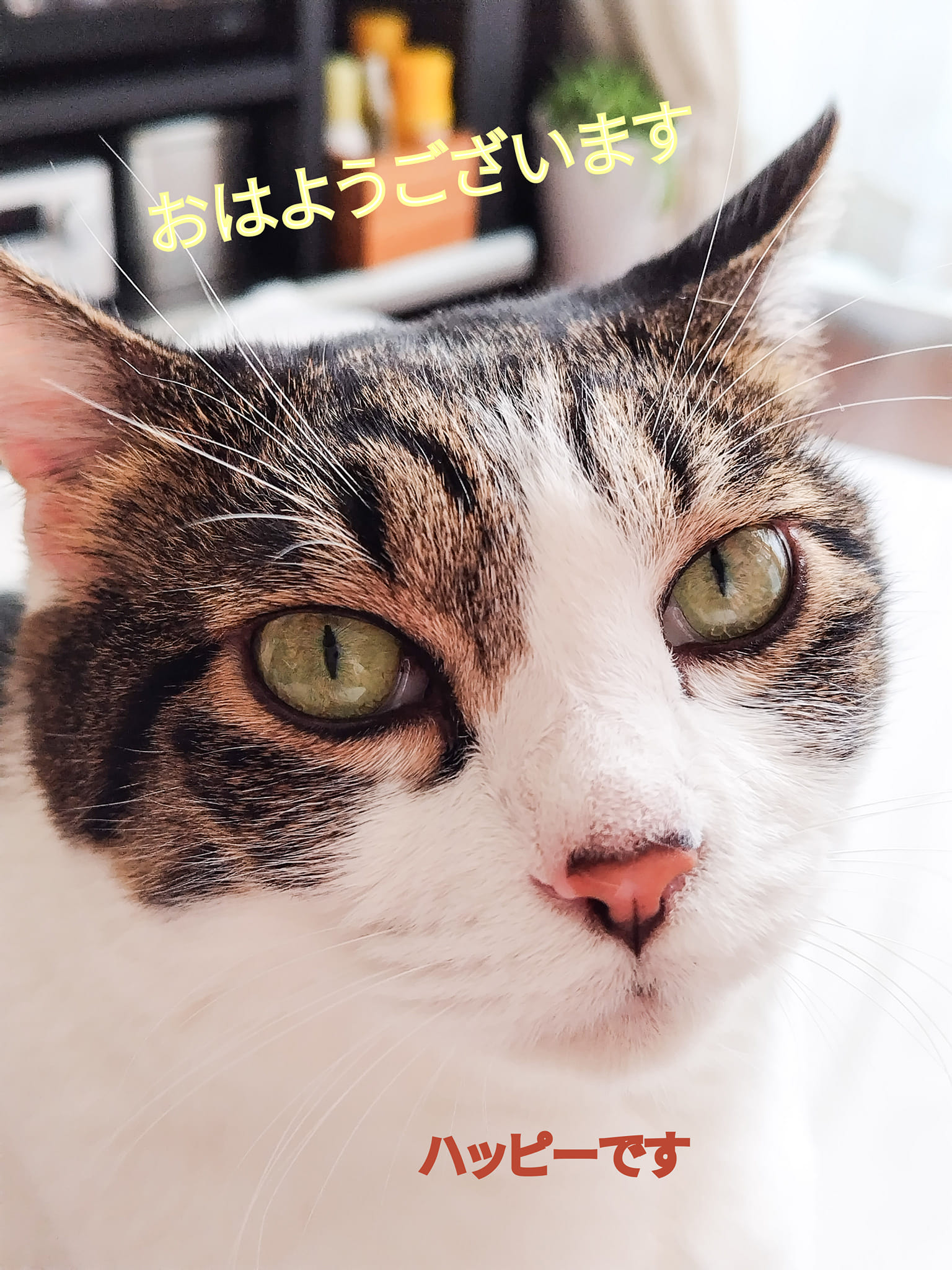 猫・ネコ・こねこ♡猫好き集合 | 猫と料理を愛する私 | Facebook