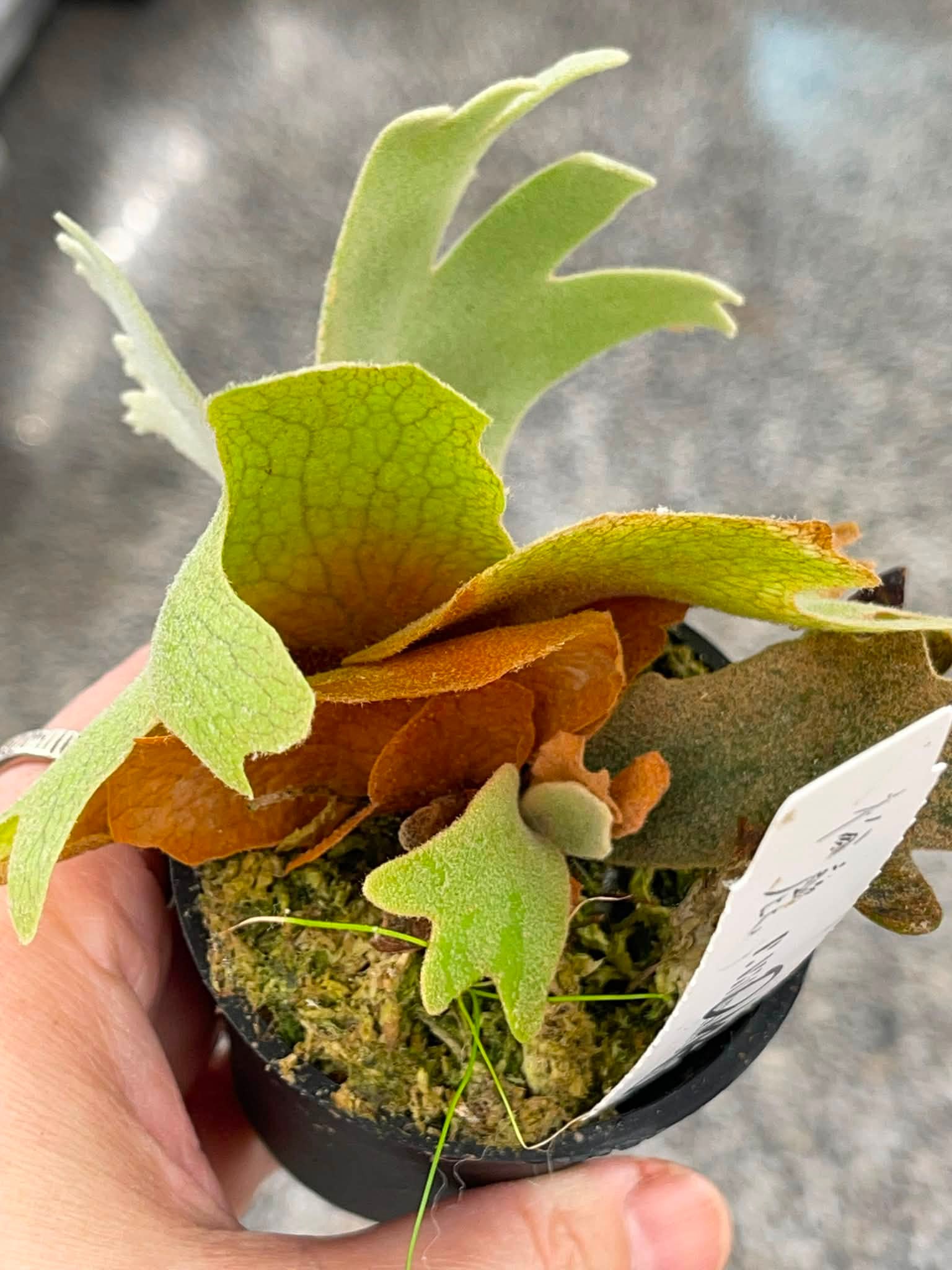 晴花鹿苑 - Yellow moon x FSQ sporeling 極美品
