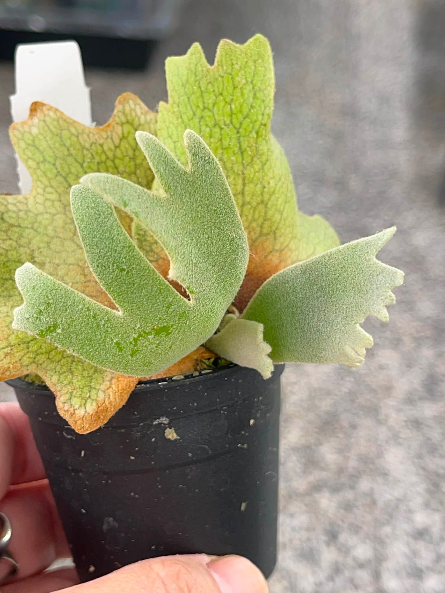 晴花鹿苑- yellow moon x fsq sporeling 整版販售· 1280含運