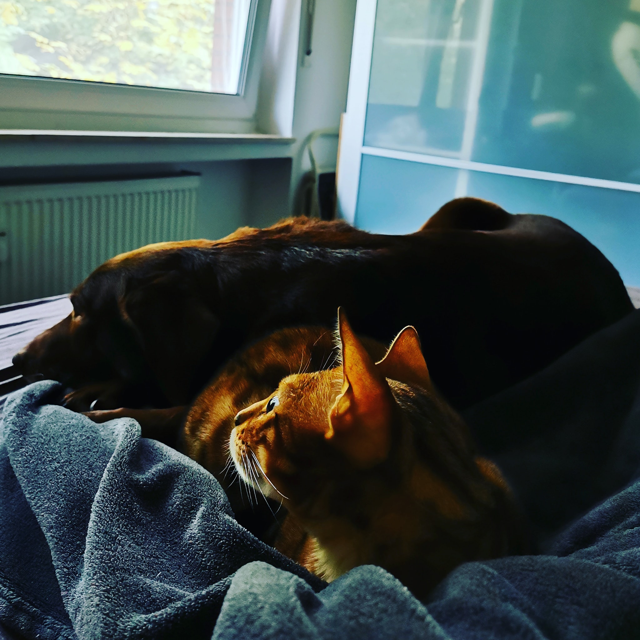 Labrador Amy - Home
