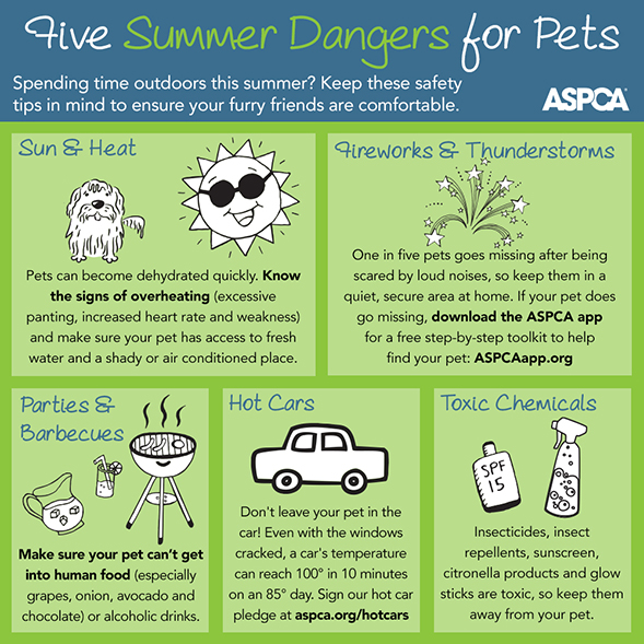 The Empowered - 🌞 Labor Day Weekend Pet Safety Tips 🌞 As we approach ...