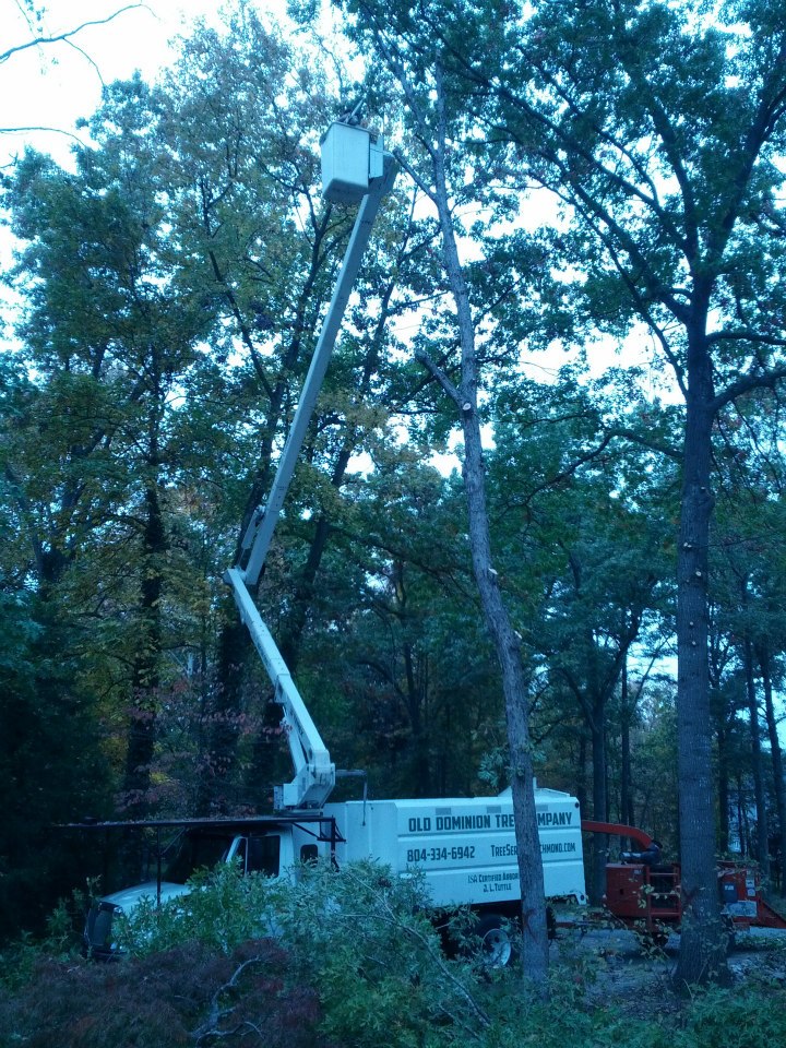 Old Dominion Tree Company | Bon Air VA