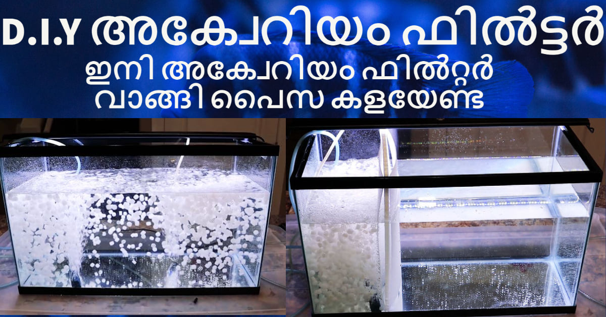 Photo inspiration: Low Cost Cichlid Aquarium Setup And Maintenance Reference: Kerala Cichlids Setting Up A DIY Aquarium Filter Inside Your