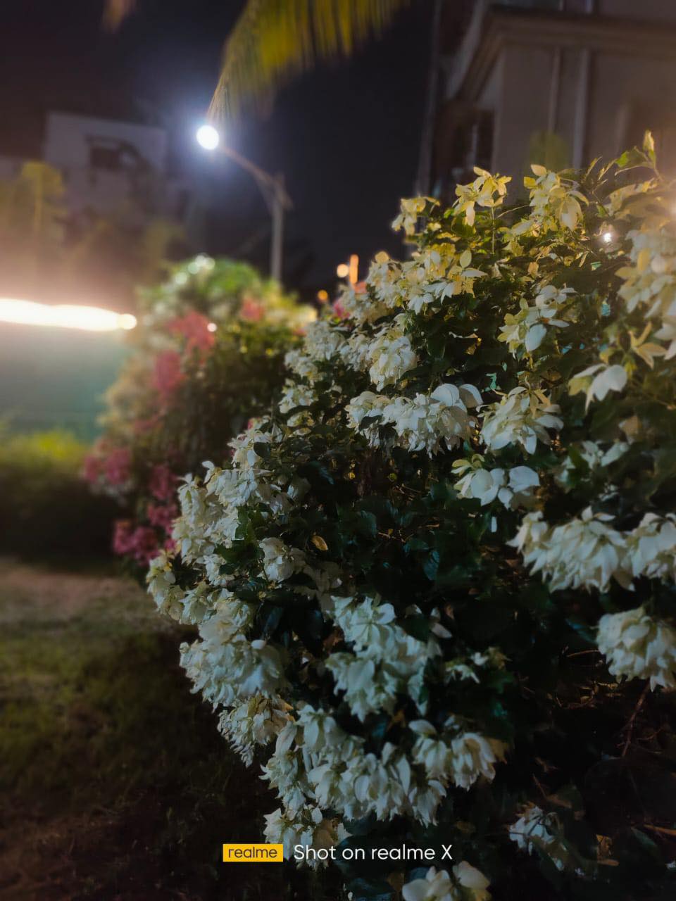 Blossoms of the White Night day ✨