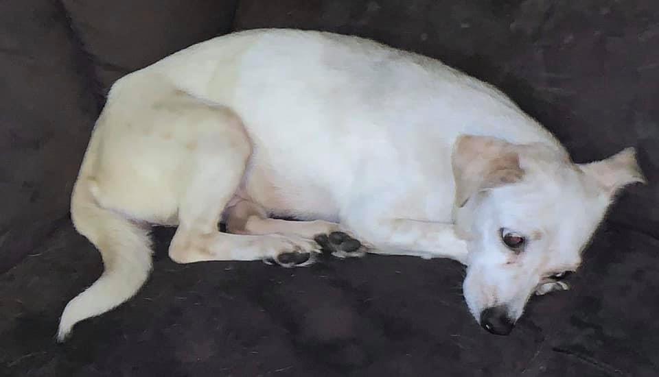 Isabela is heartbroken.... - Puerto Rico Puppy Rescue Project