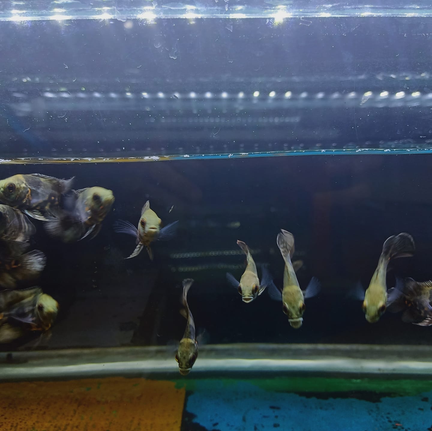 OJ Fish Gallery