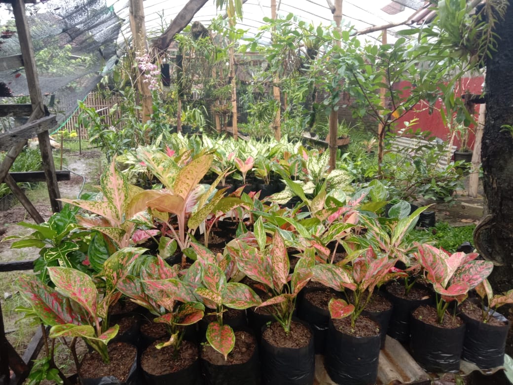 azae_farm | Tulungagung