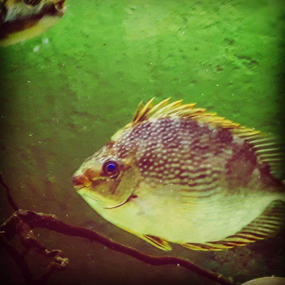 Aqua Tropical - Siganus Javus aka Streaked Spinefoot or... | Facebook
