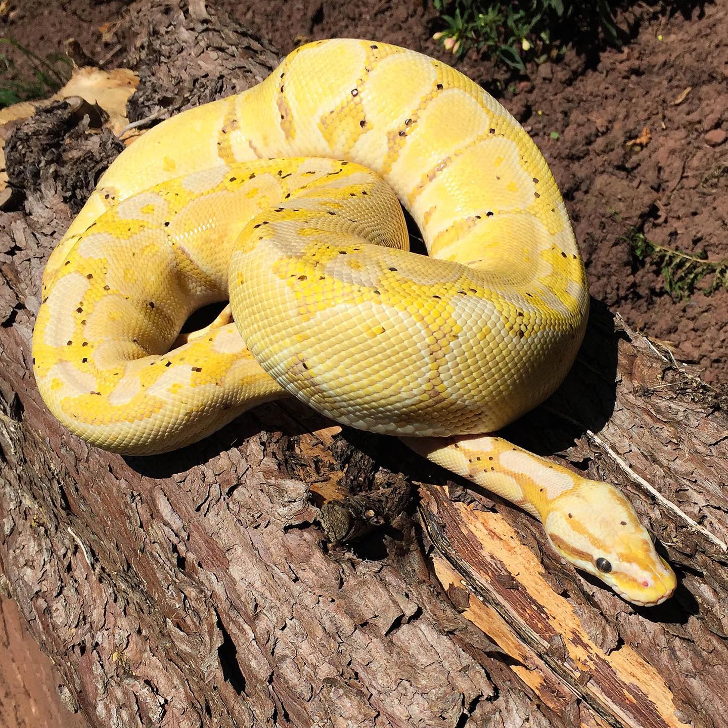 UK Pythons & Boas