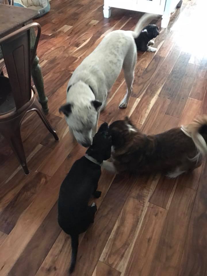 Top Dog Ranch | Austin TX