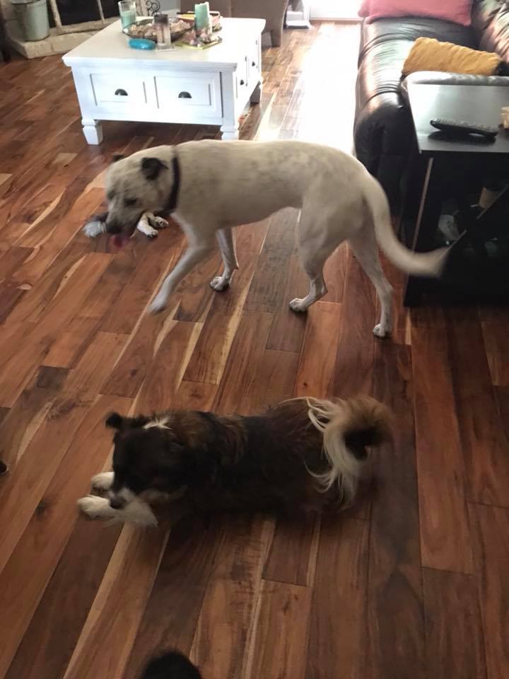 Top Dog Ranch | Austin TX