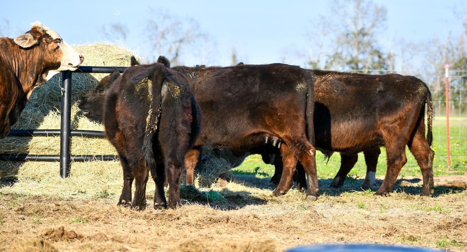 Toepfer Farms LLC | Richard LA