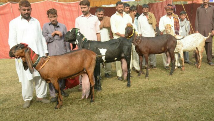 Piplan Goat Breeders