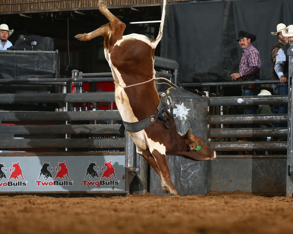 CONGRATULATIONS to TT901A... - American Bucking Bull Inc. | Facebook