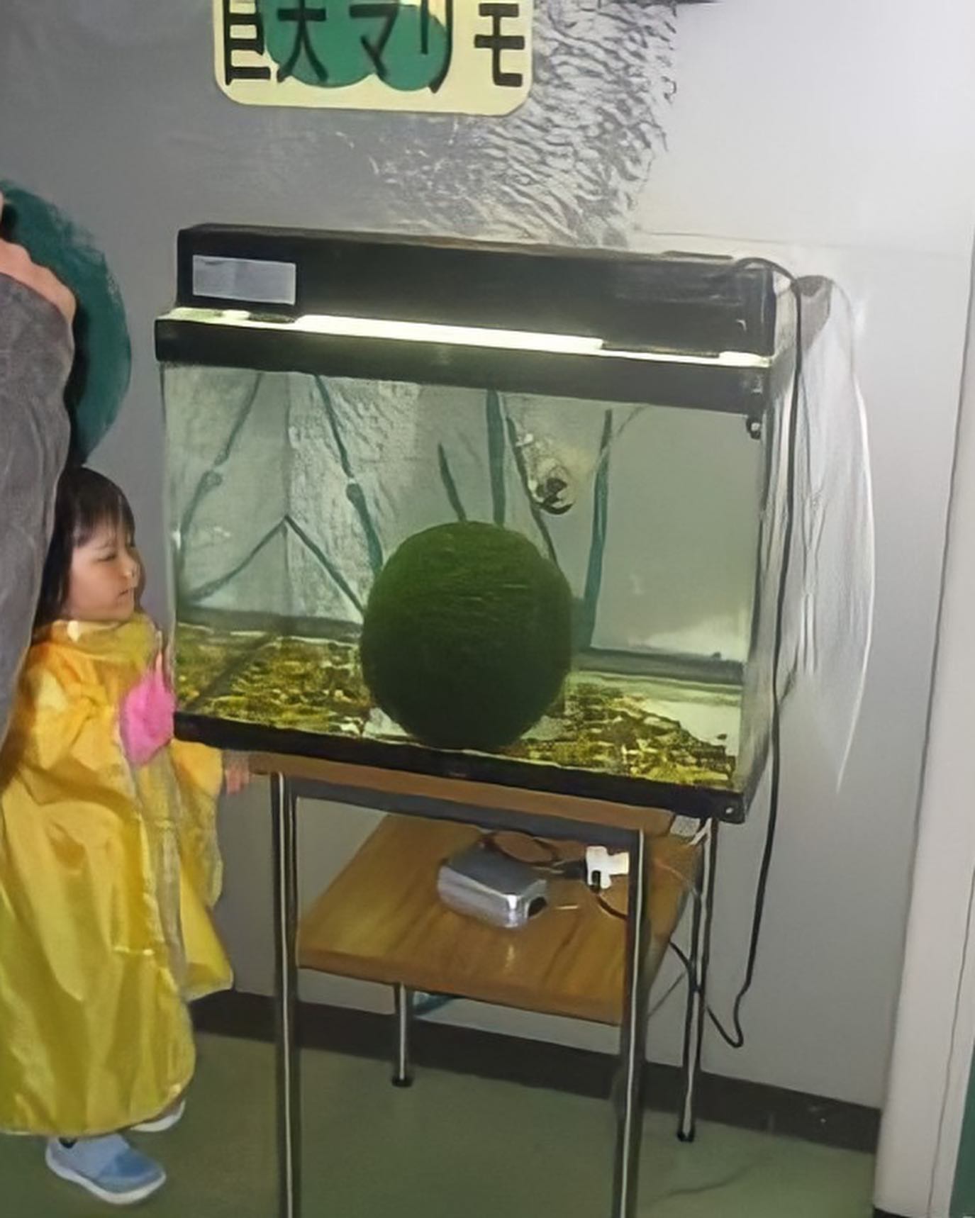 Did you know the largest Marimo ever recorded measured around 95cm