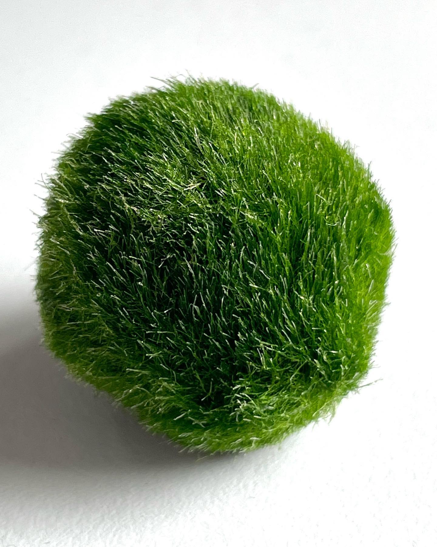 Did you know the largest Marimo ever recorded measured around 95cm
