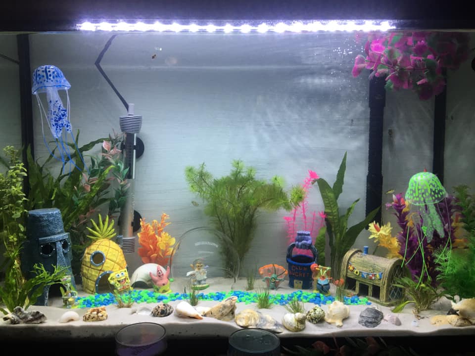 fish tank accessories spongebob Penn-Plax Gary, Mini - Officially Licensed Aquarium Decoration - Durable Resin Aquarium Ornament for Betta Bowls and Small Tanks - Safe for Freshwater & Saltwater Spongebob aquarium decoration figure (5 cm) The officially licensed Spongebob decorative figure brings a bit of adventure and fun to your aquarium SpongeBob Fish Decor | Pet