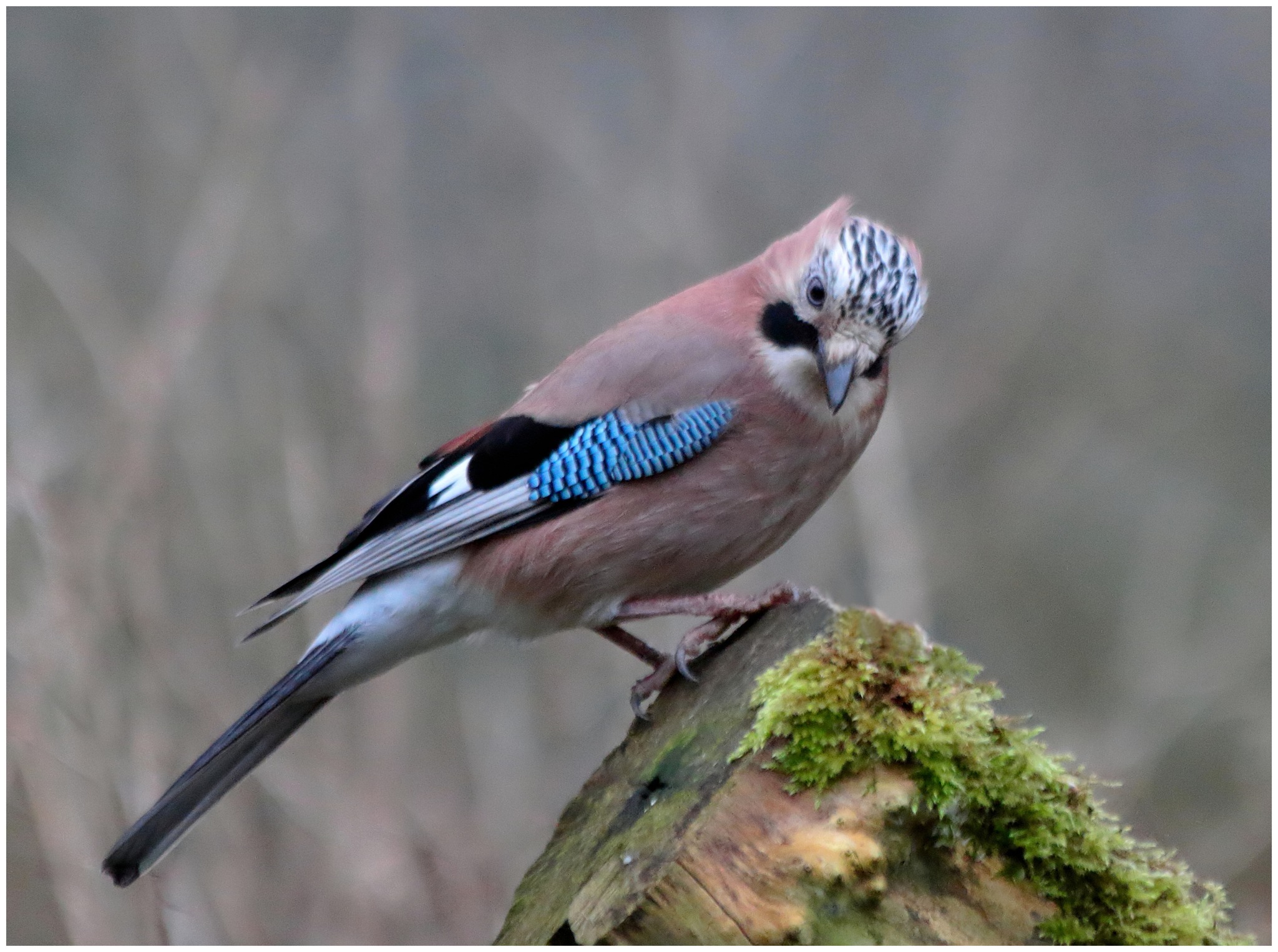 Jay at Westport Lake, taken with Canon Kiss X7 and Canon 70-300 mm 