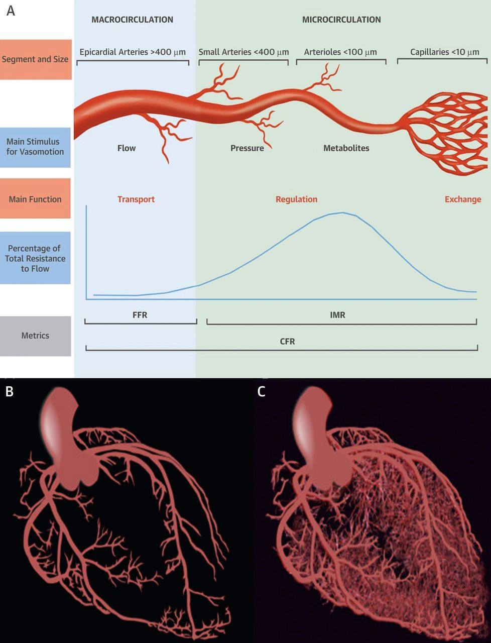 JACC Journals - #JACCIMG state-of-the-art review: Understanding of the ...