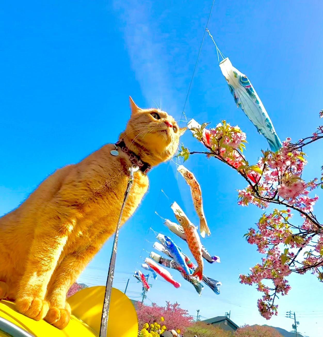 ポカポカ 陽気
