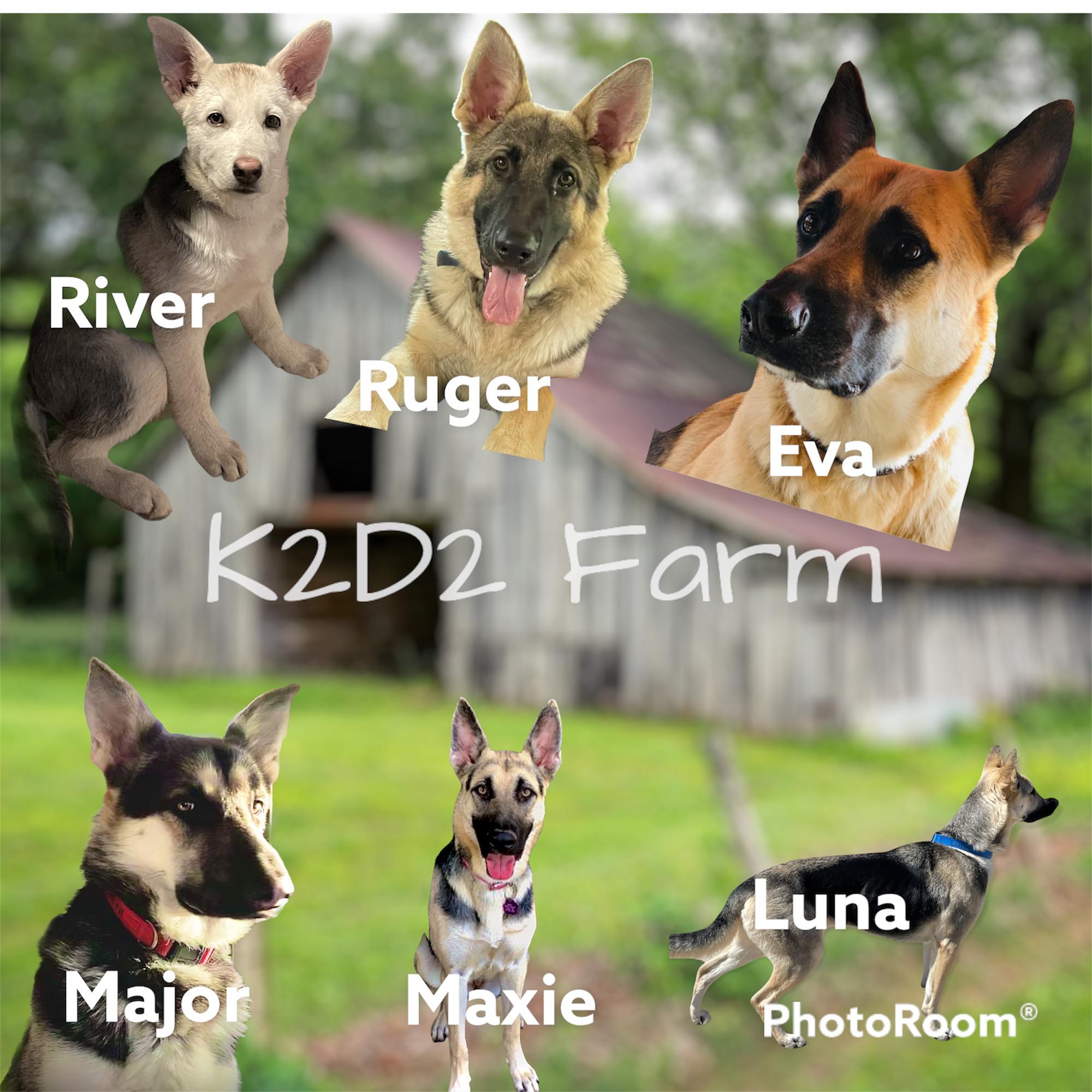 Just a update on pups they are doing good as of now we have 4 male two ...