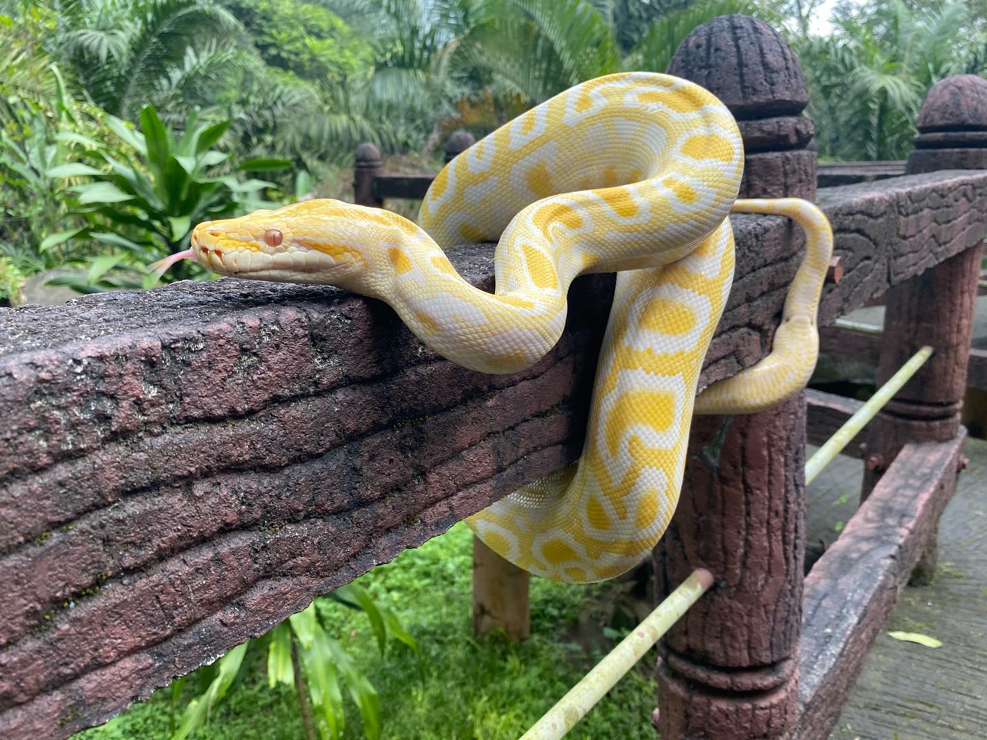 Sanca bodo (Python... - Taman Safari Prigen Jawa Timur