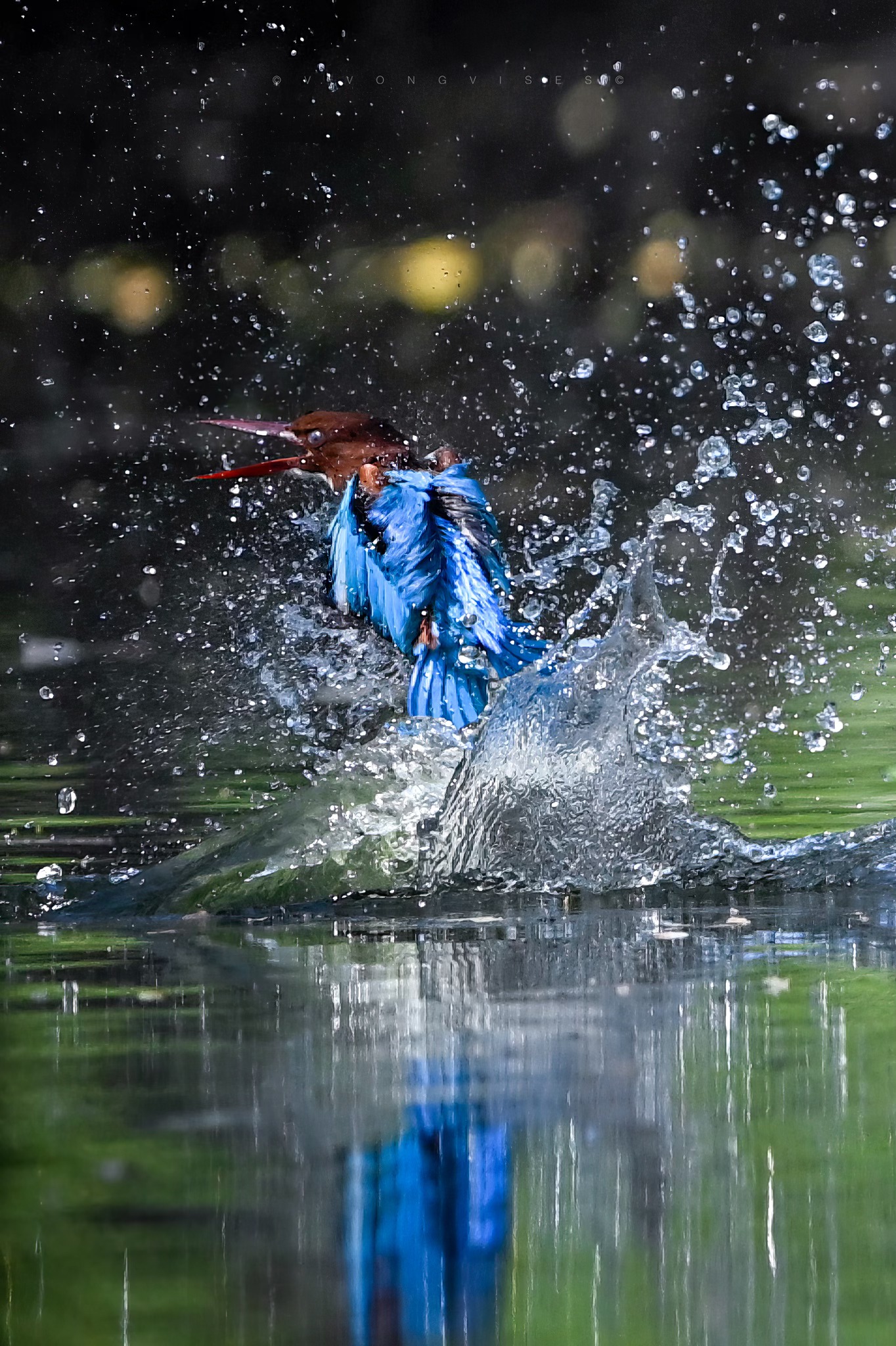 Nikon Z9 bird photography with Nikkor Z 600mm f/4 lens