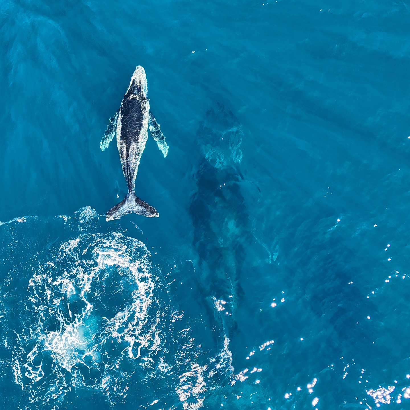 Blue - We go to see a baby whale learning from her mother this morning ...