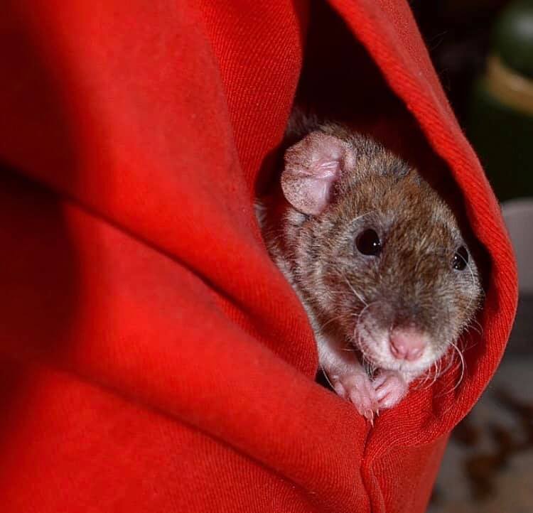 Pacific Northwest Rattery | Port Orchard WA