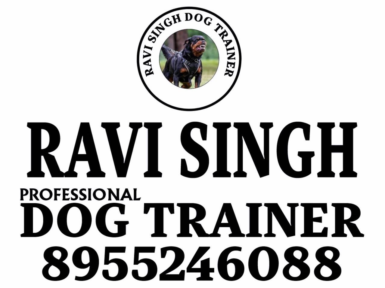 🐕‍🦺ROTTWEILER🐕‍🦺 Adult dog training Hindi language basic obedience ...