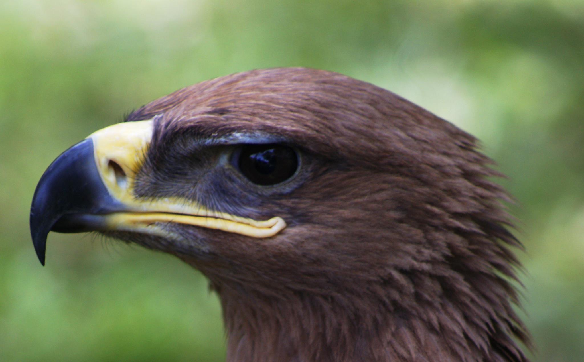 The Kenya Bird of Prey Trust - #didyouknow that the age of sexual ...