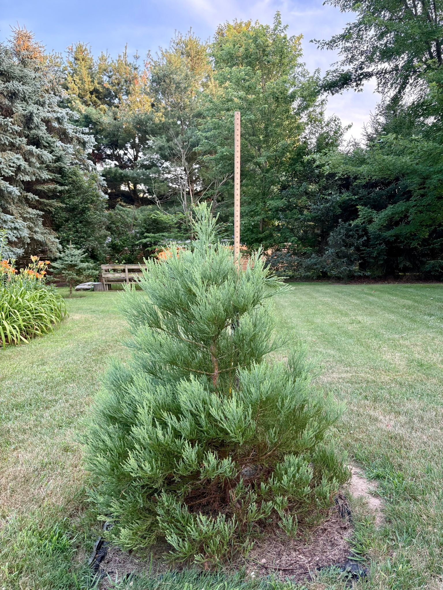 Giant sequoia growth progress