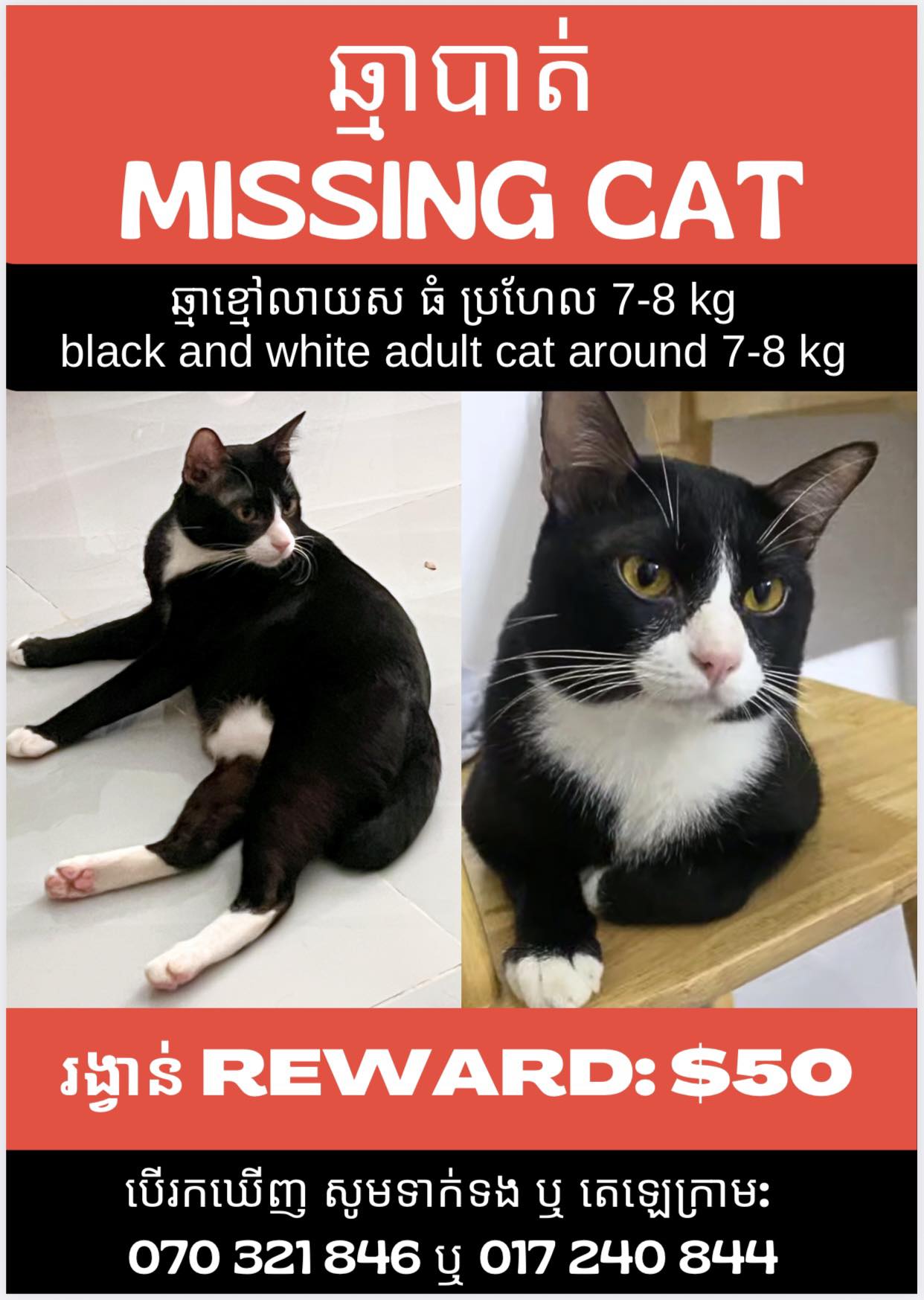 Lost adult cat near CIA First 2004