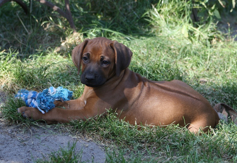 Rhodesian Ridgeback Kennel of Mombasa - Kwelanga