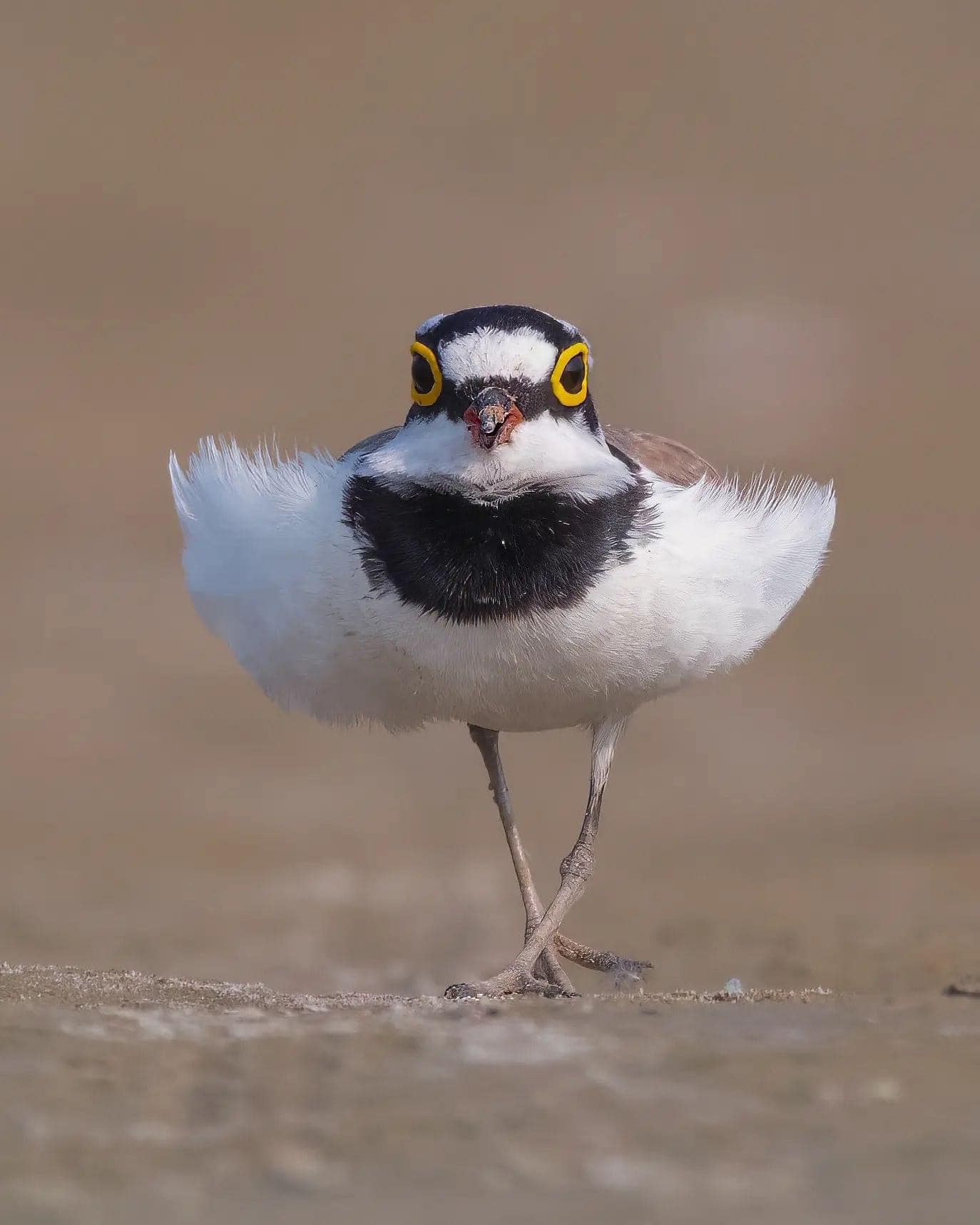 Priceless Stuff - Little ringed Plover The little ringed...