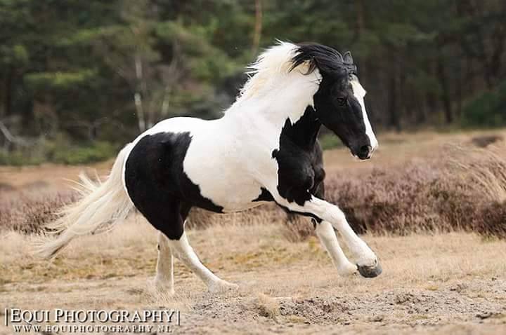 Friesian Horses - Have a happy monday all you Friesian lovers =) Like ...