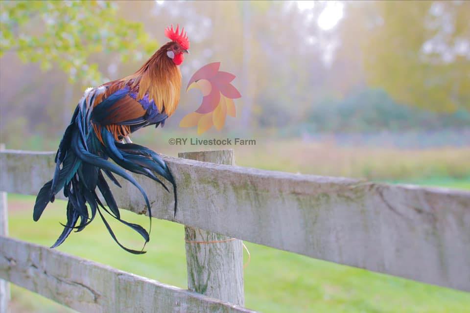 RY Livestock Farm | Isanti MN