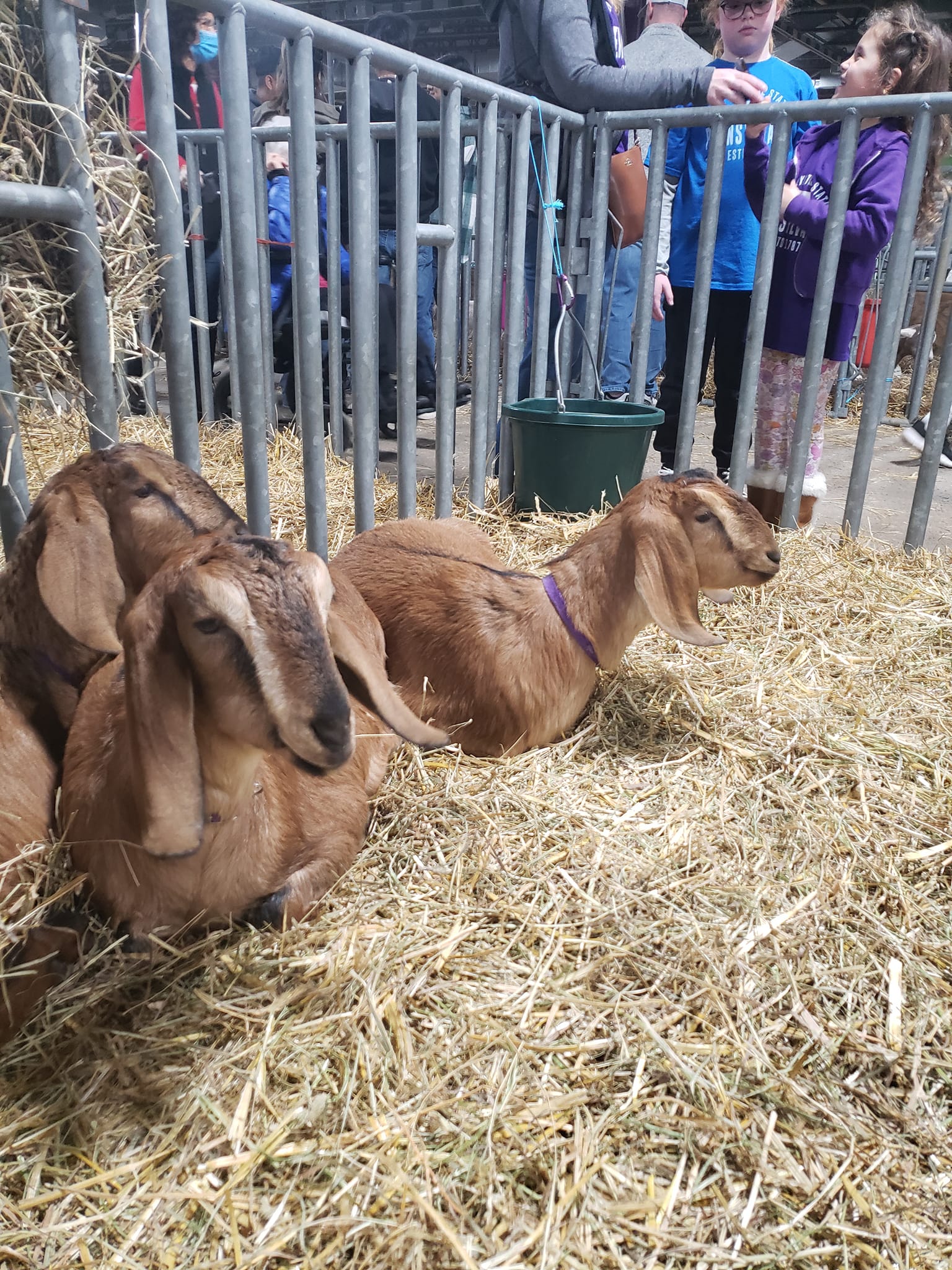 Lilac Corners Farm | Slatington PA