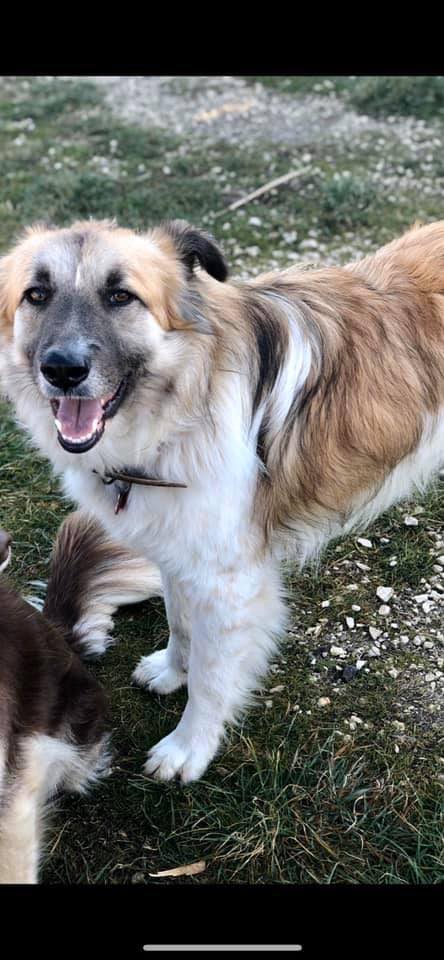 AARON 💙 Canile di Pavullo nel Frignano (MO) Ecco che vi presentiamo ...